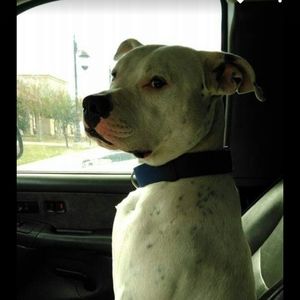 Meet your Posher, Damian